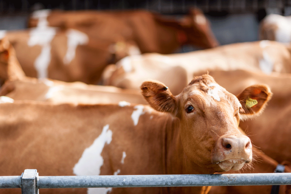 960x640px-1cow